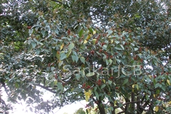 Mallotus philippensis